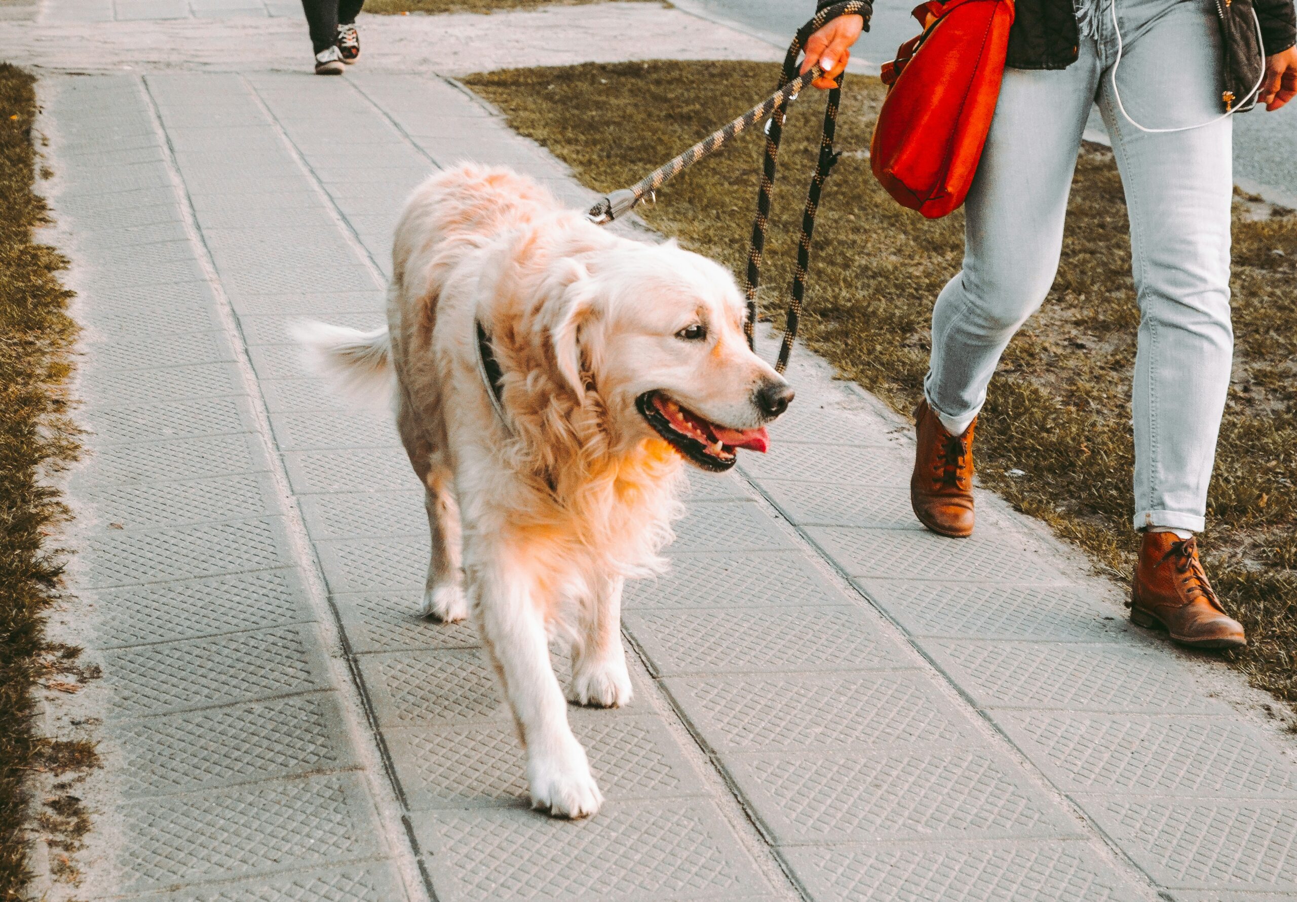 “Perro siendo paseado en una calle urbana, imagen utilizada para ilustrar el debate sobre las tareas de cuidado y la carga que asumen las mujeres en el cuidado de las mascotas.”